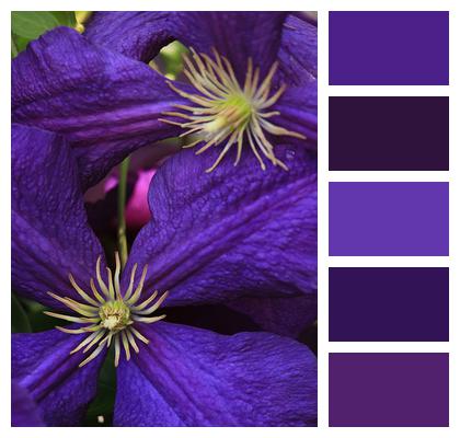 Clematis Purple Flowers Flowers Image